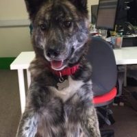 Kira at Work